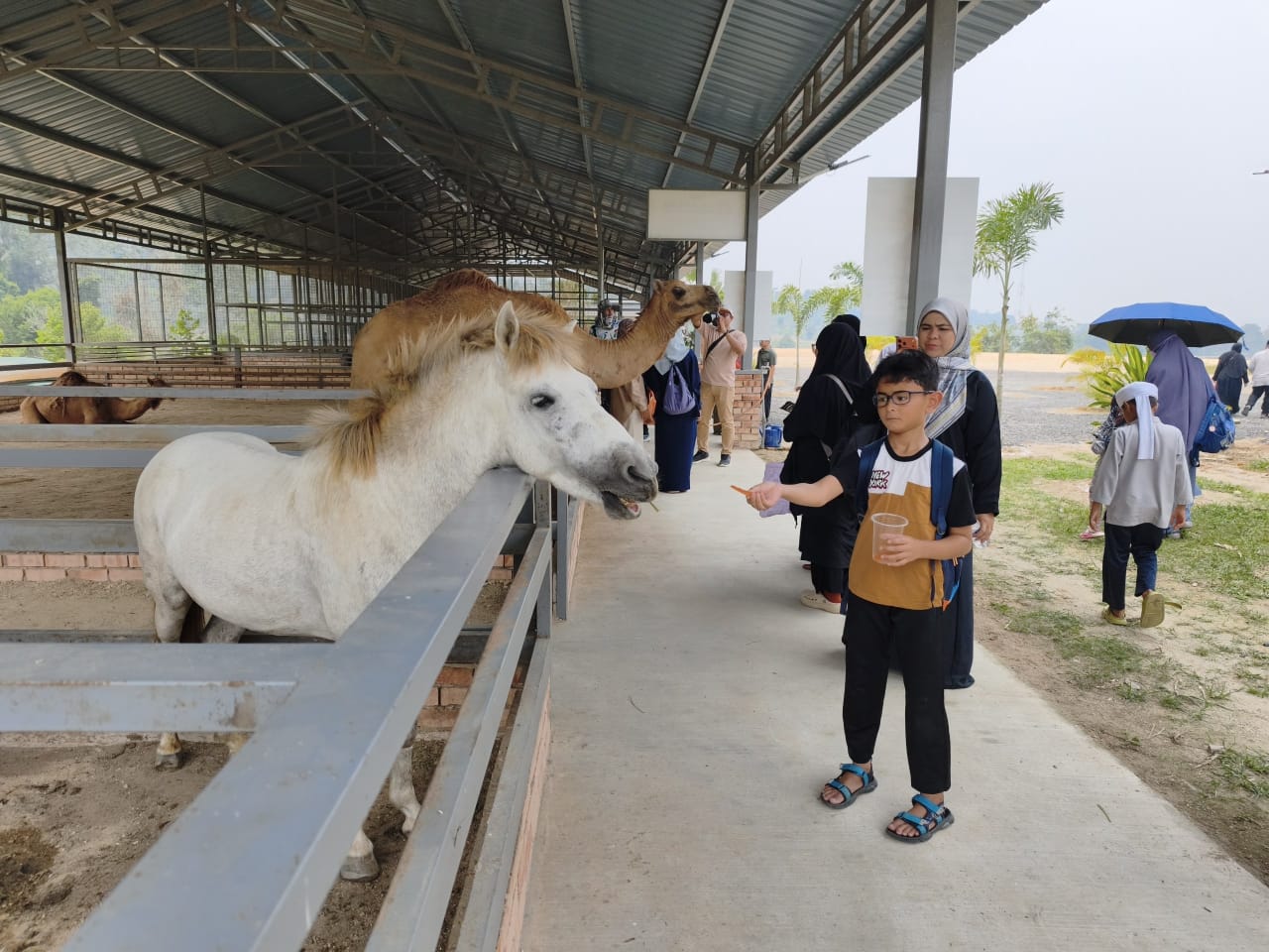 Petting Zoo