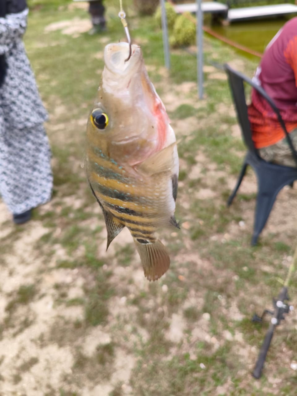 Ikan Tilapia Segar